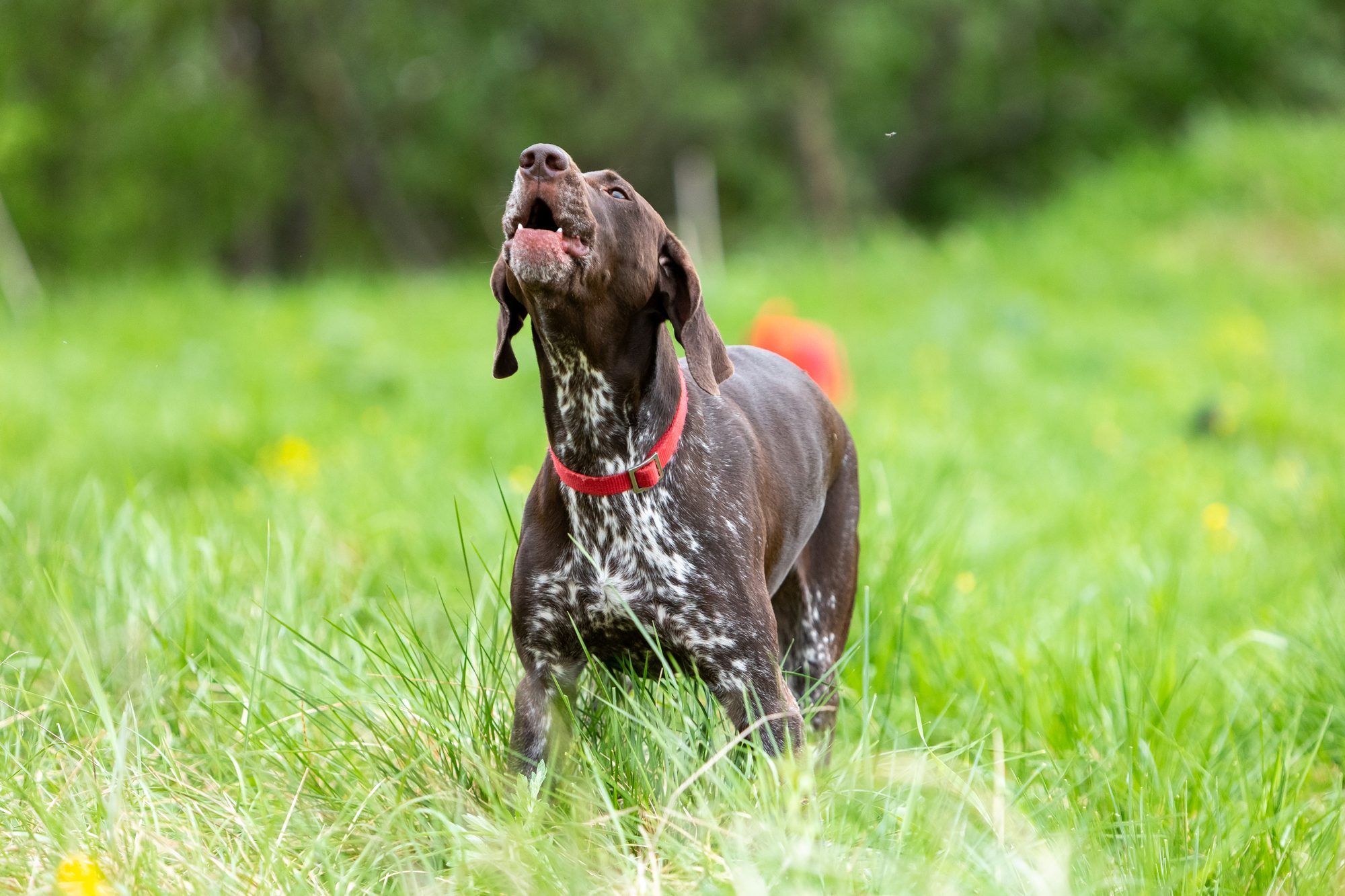 Hunting dog German Smooth-haired Pointer barks, standing on a green lawn