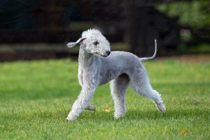 Bedlington Terrier