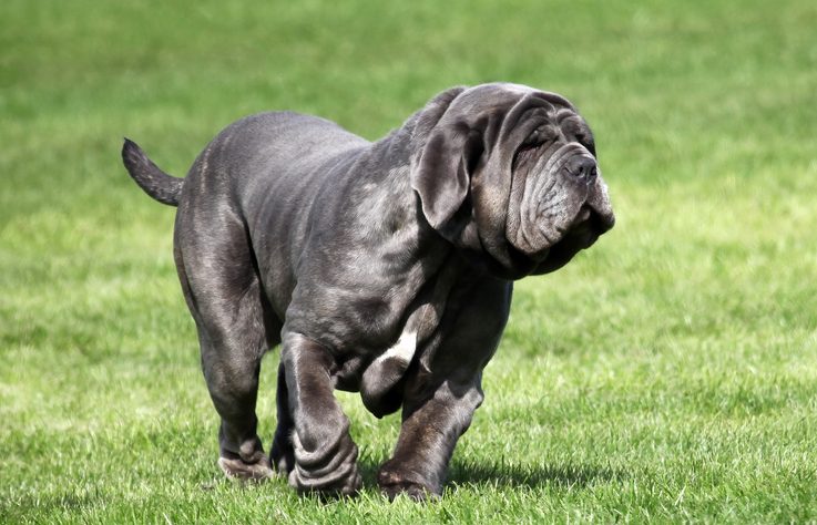 Neapolitan Mastiff