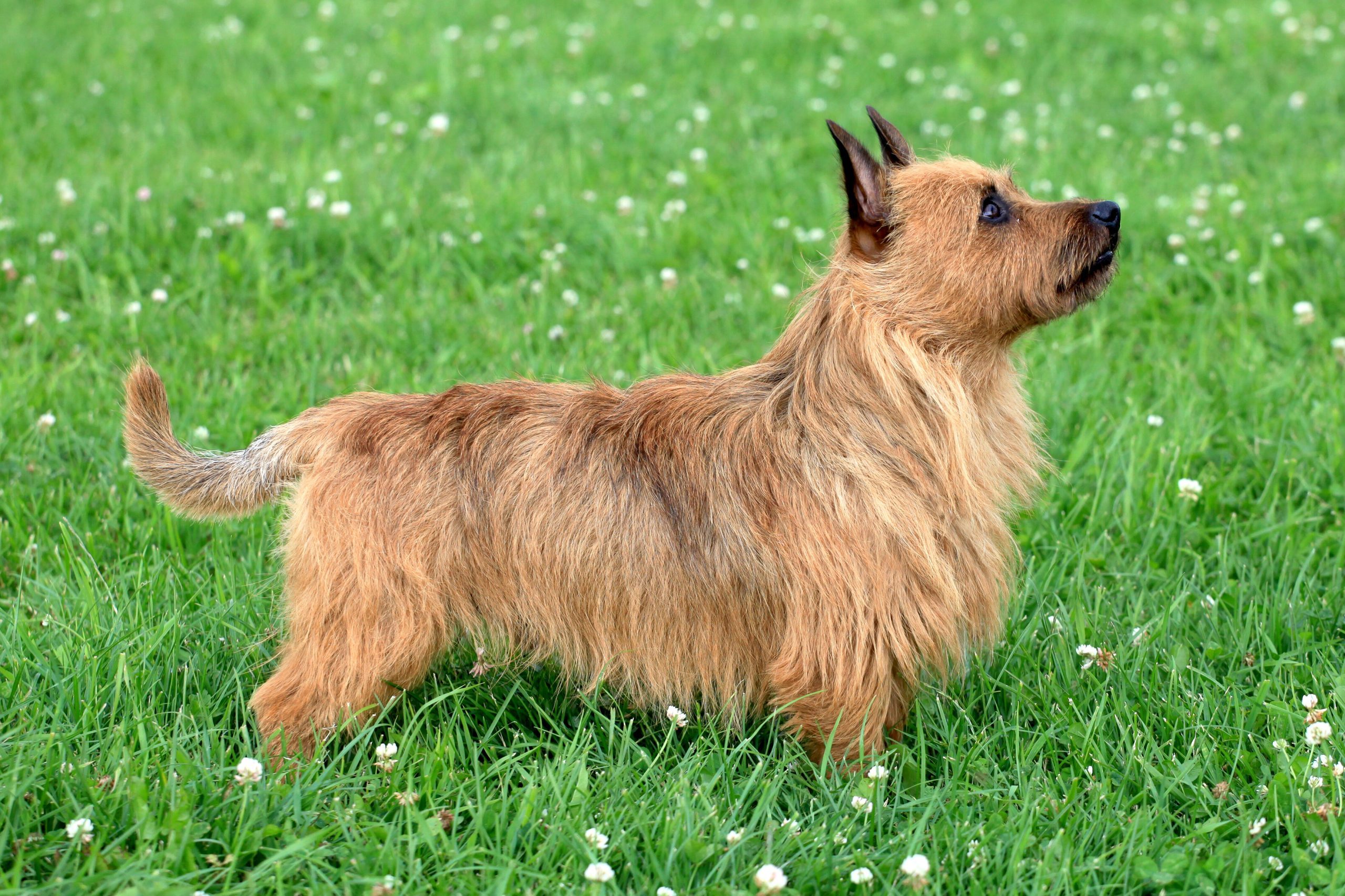 Australian Terrier dog