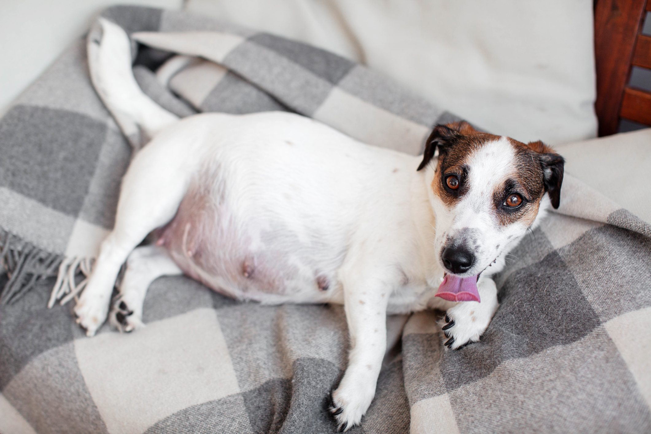 Pragnant Dog relaxing on sofa