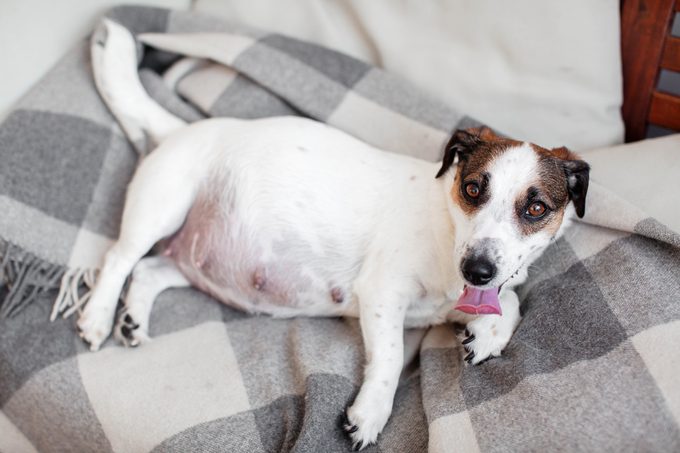 Pragnant Dog relaxing on sofa