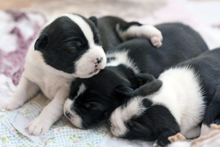 Boston Terrier Puppies