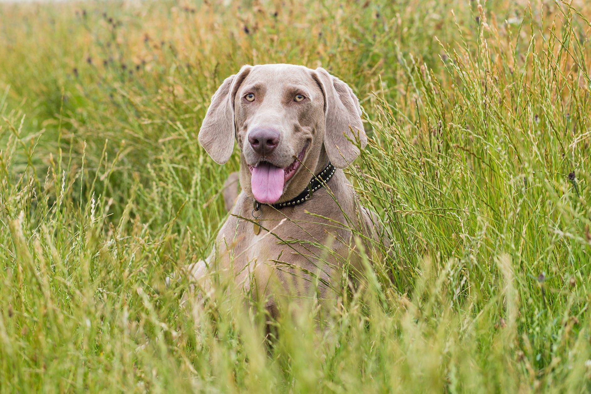 Weimaraner