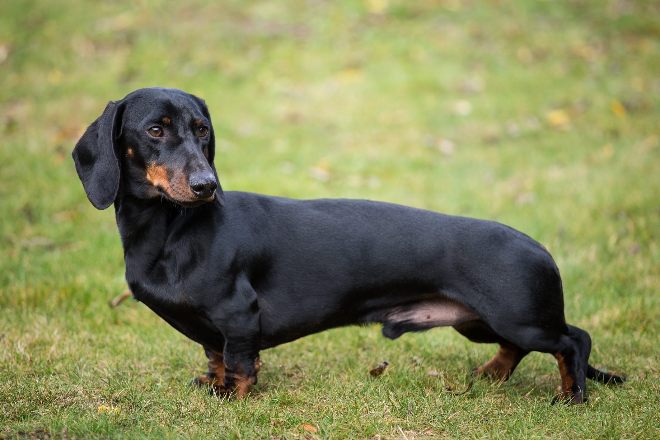 Purebred shorthaired dachshund