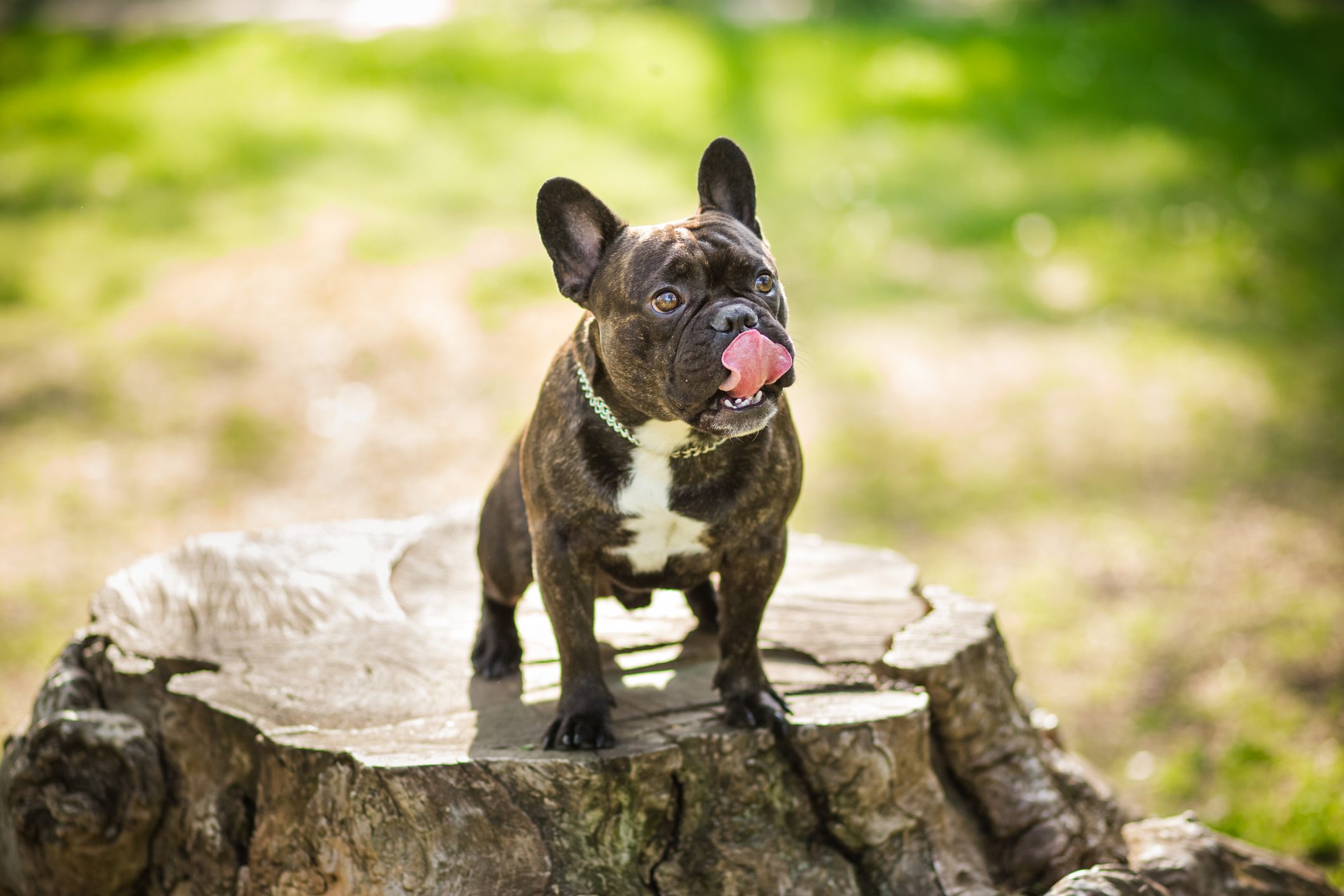 French bulldog on the walk in forest