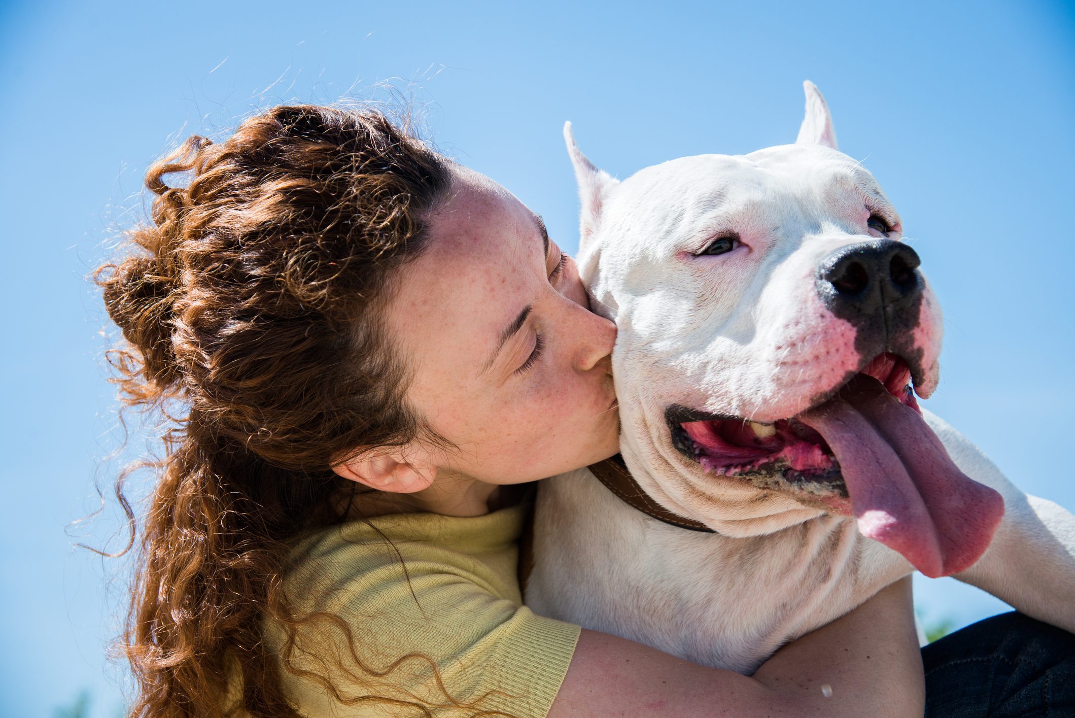 Girl kiss dog breed Staffordshire Terrier