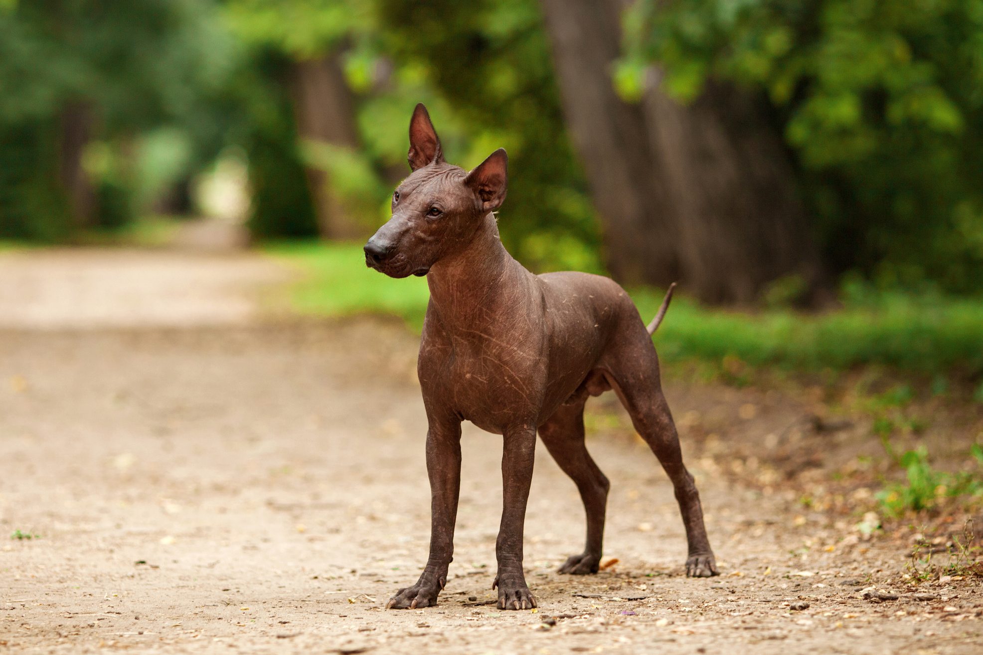 Xoloitzcuintli breed, mexican hairless dog on summer day