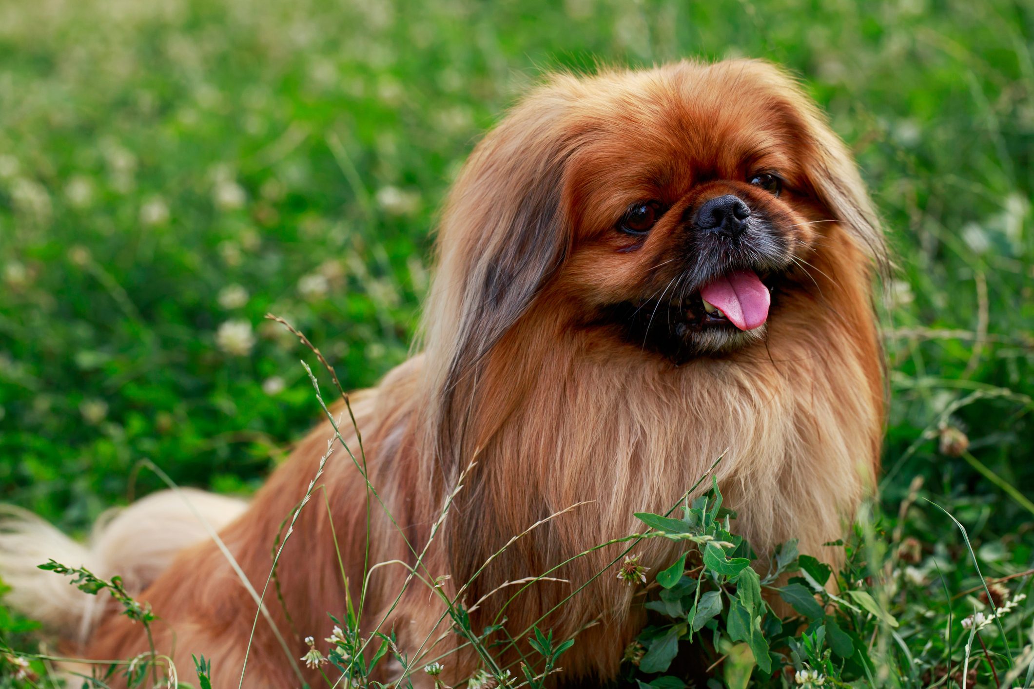 dog breed Pekingese