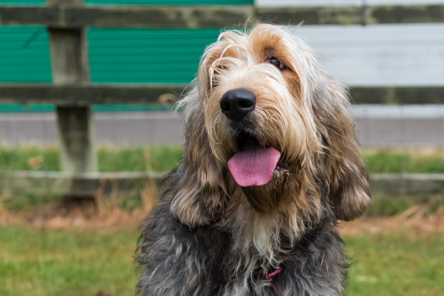 Otterhound sitting in field facing camera