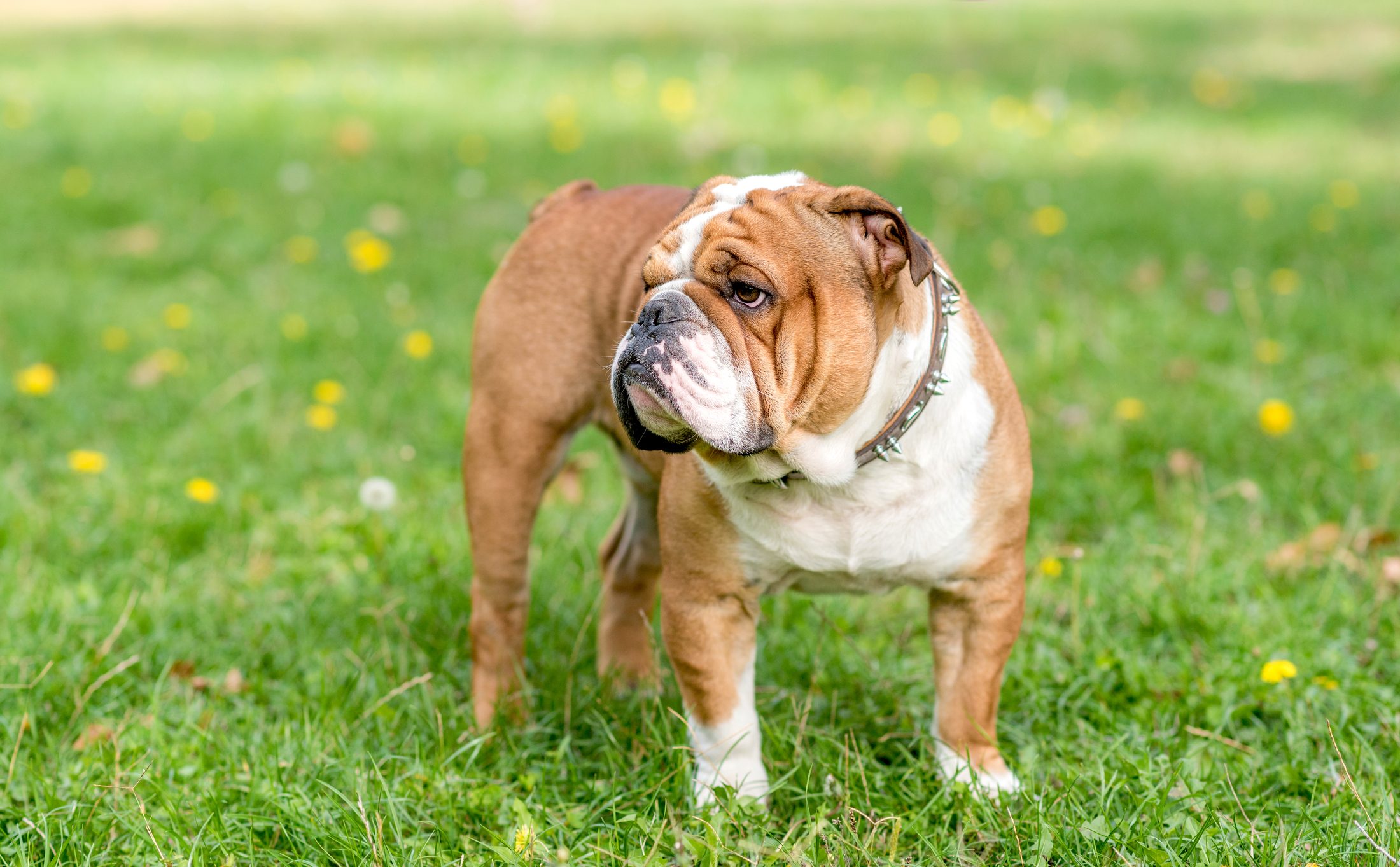 Portrait of beautiful English bulldog