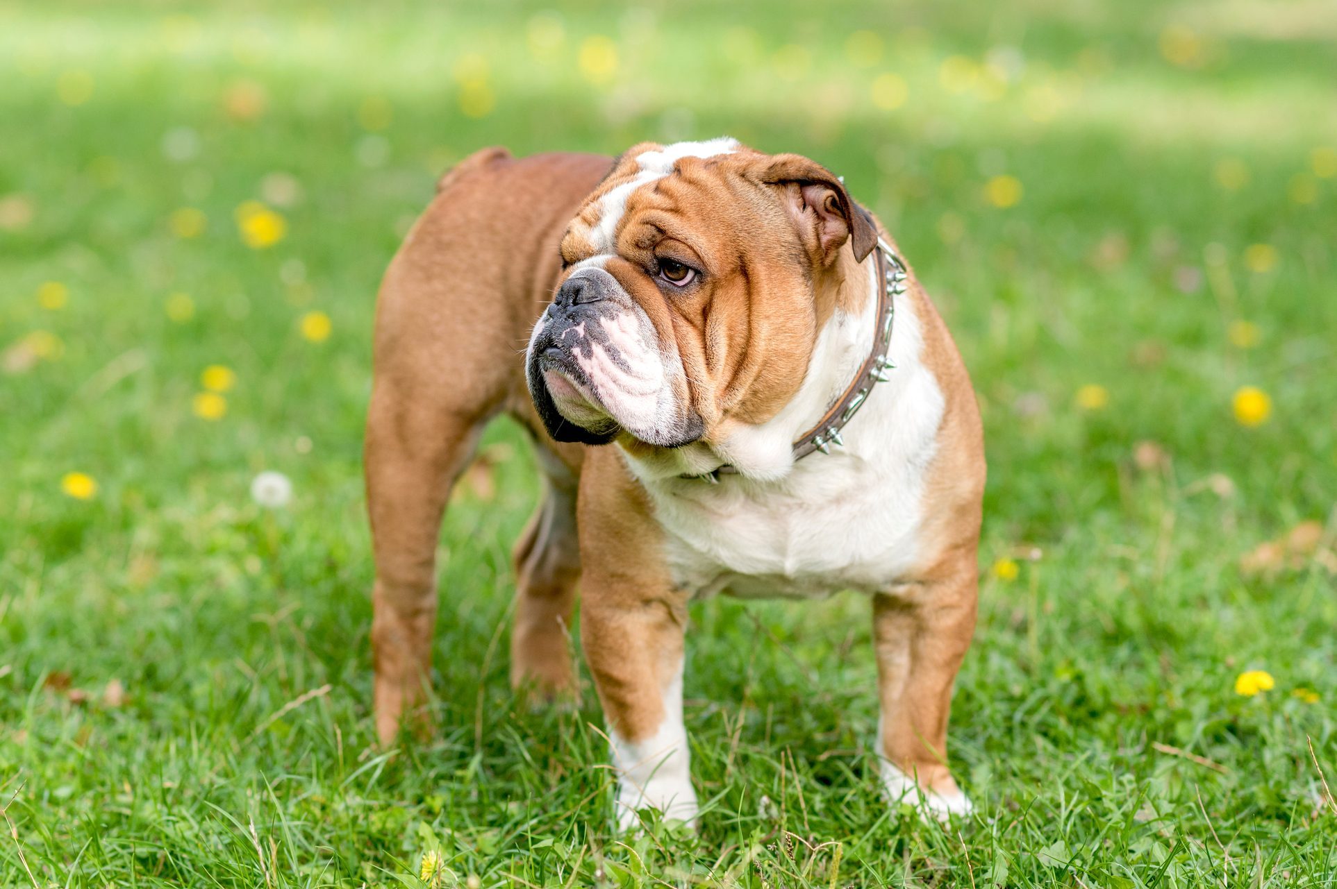 Portrait of beautiful English bulldog