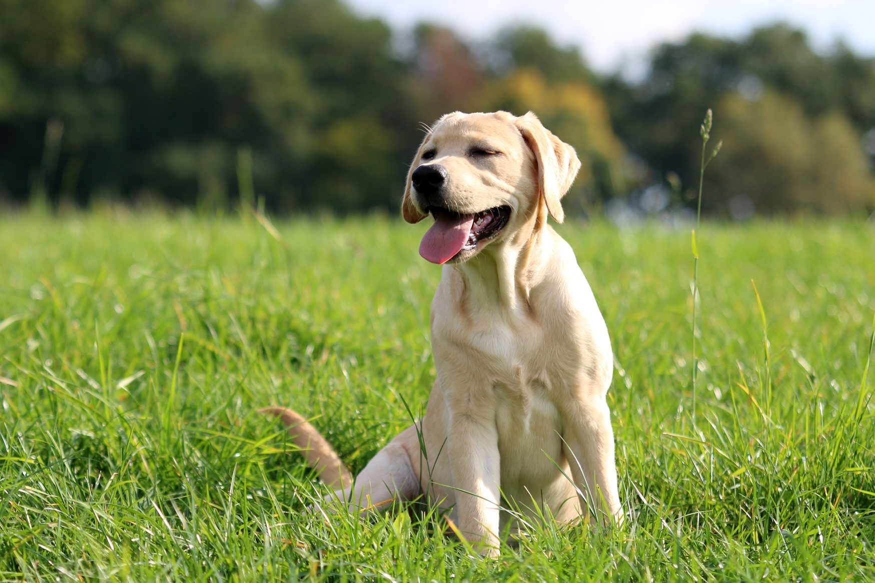 Labrador