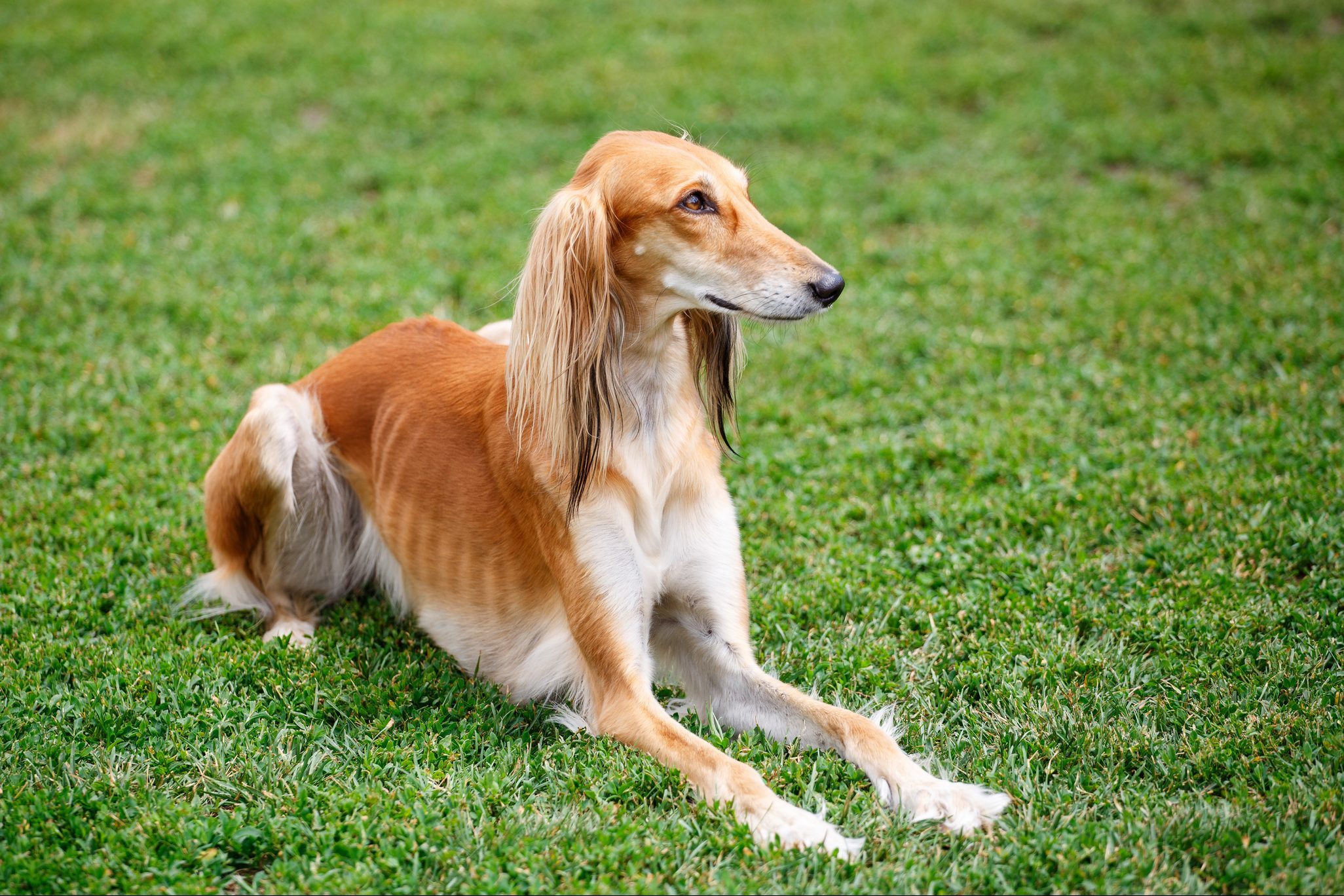 Saluki dog in the park