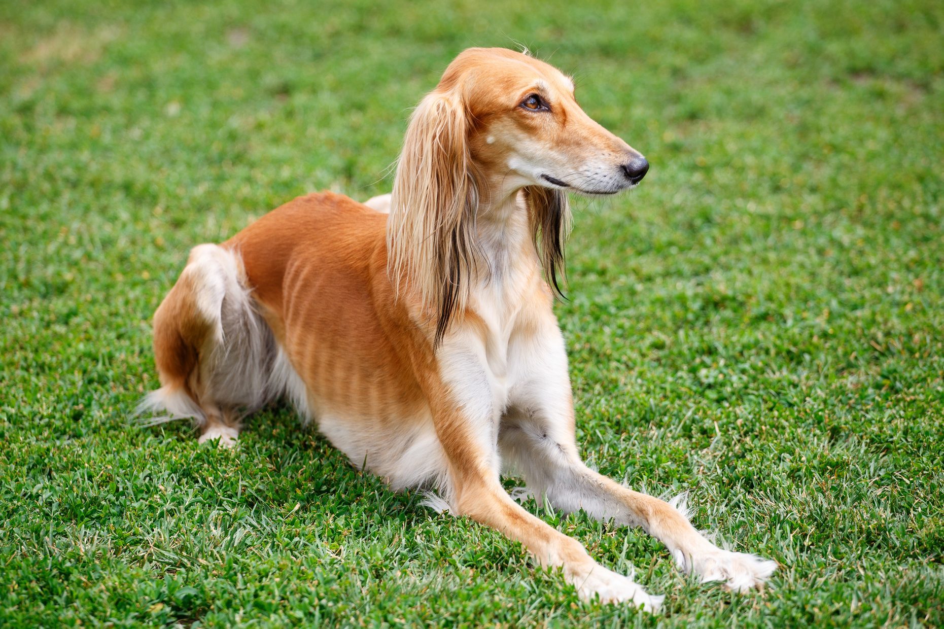 Saluki dog in the park