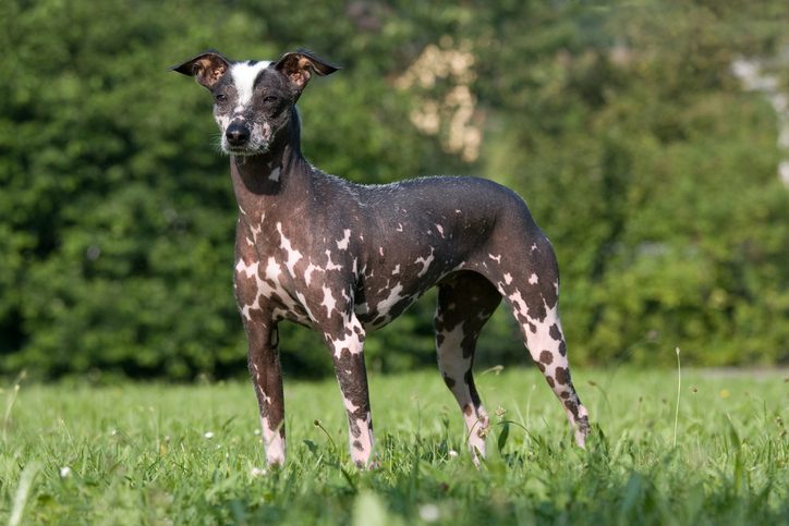 Portrait of peruvian hairless dog