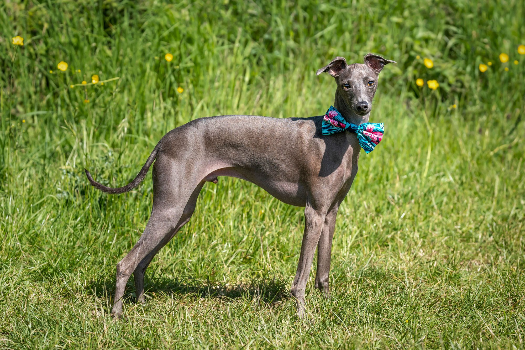 Italian Greyhound Dog Standing In A Meadow With A Bow Tie On In The Spring Weather