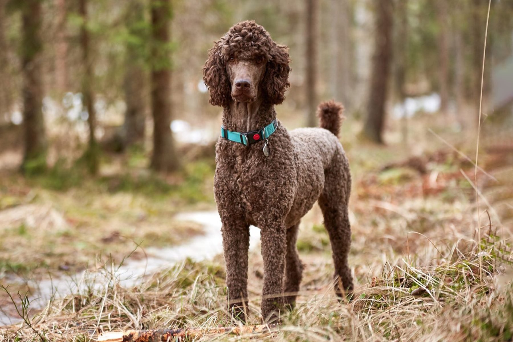 Poodle Gettyimages 728877129 Ssedit