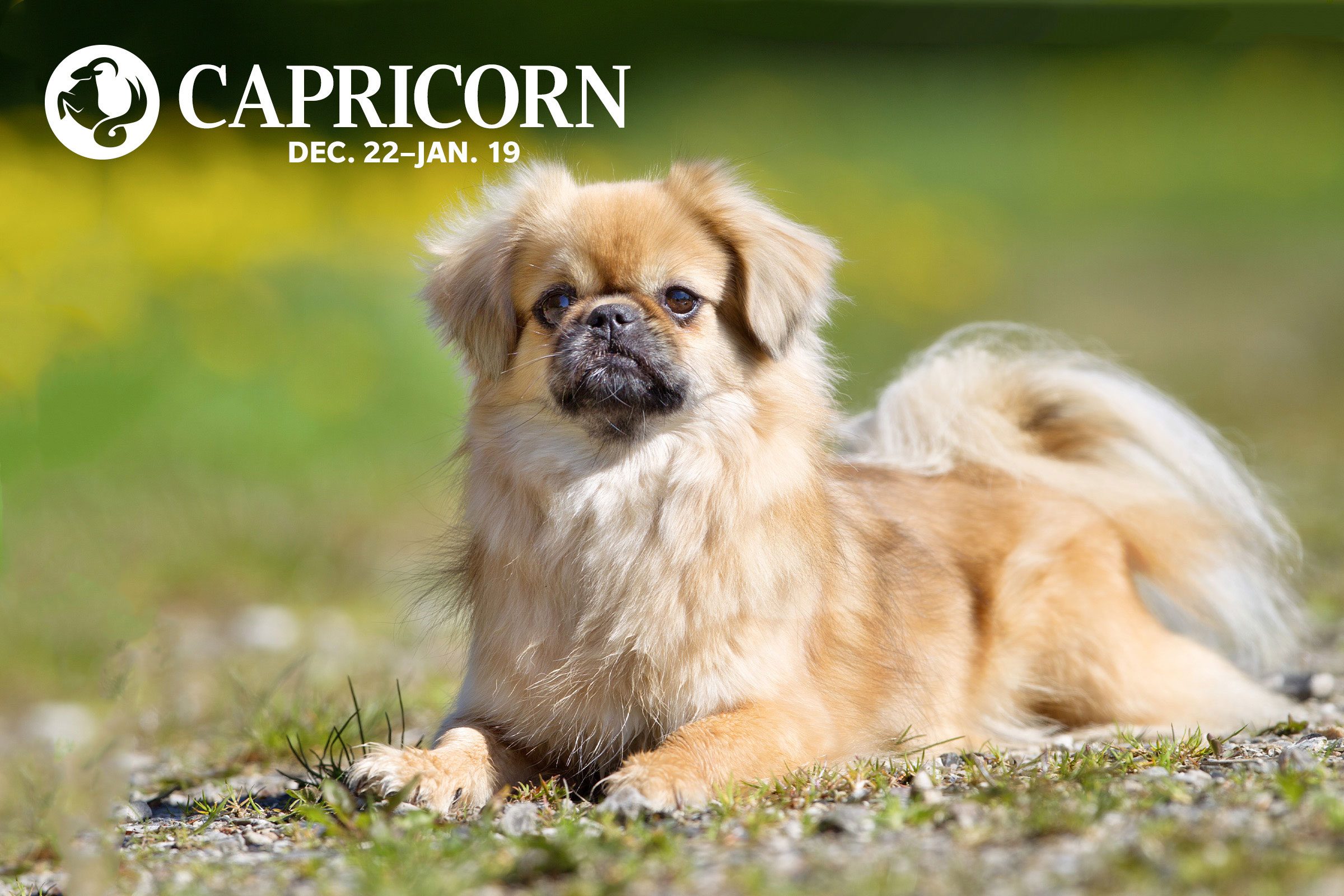 Tibetan spaniel