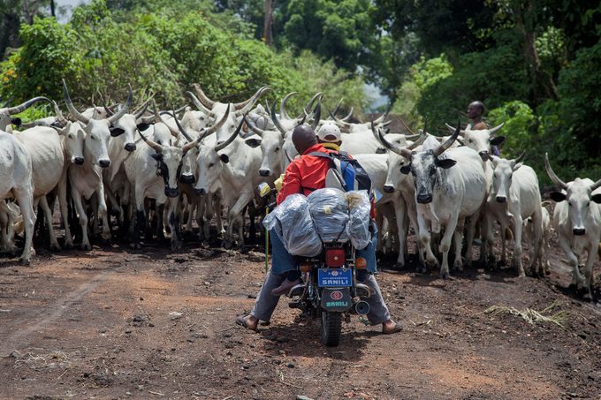 Men sitting on bike in front of herd of Bulls