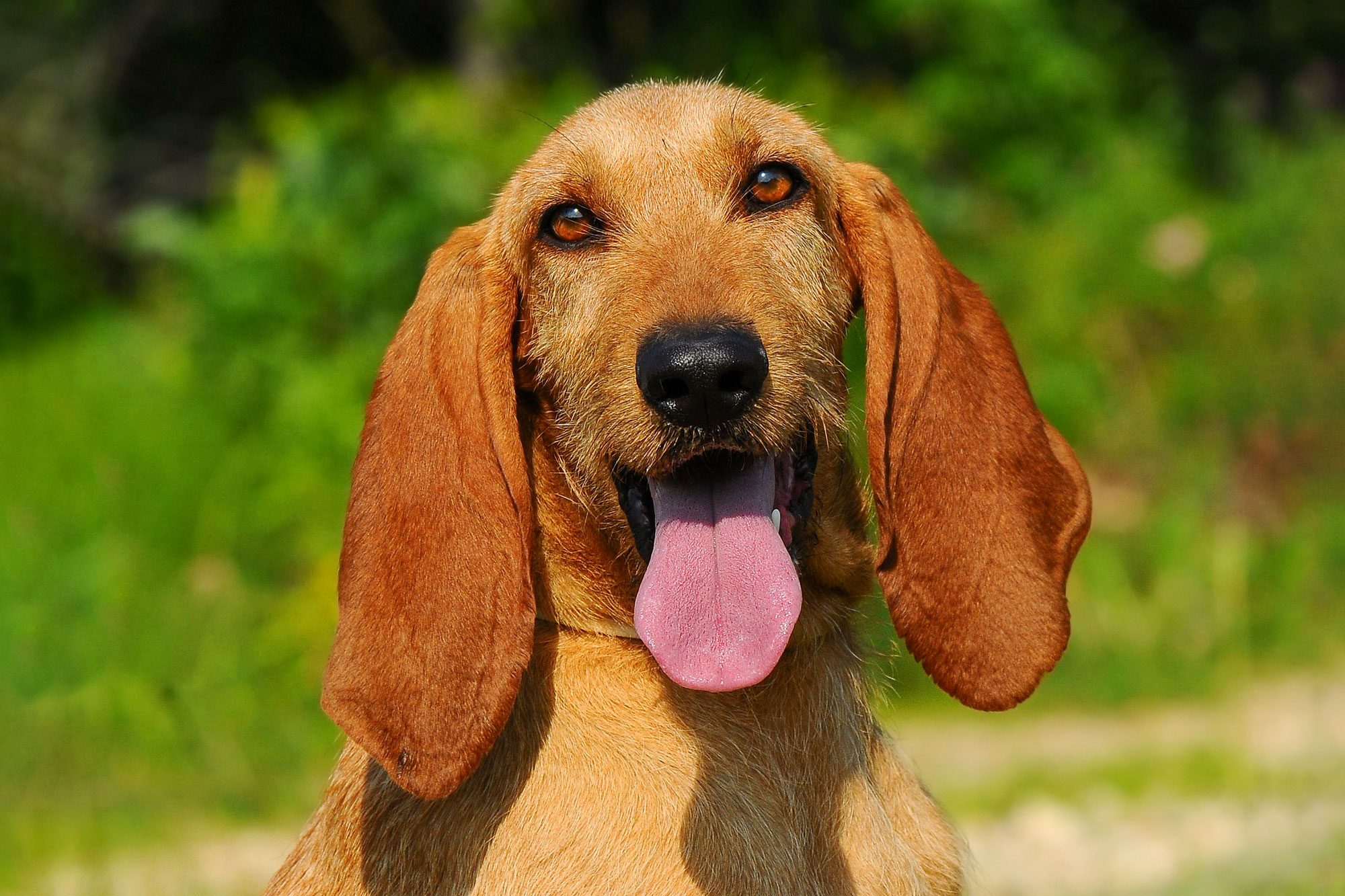 Segugio Italiano Dog The Italian Hound Dog With A Long Head And Ears