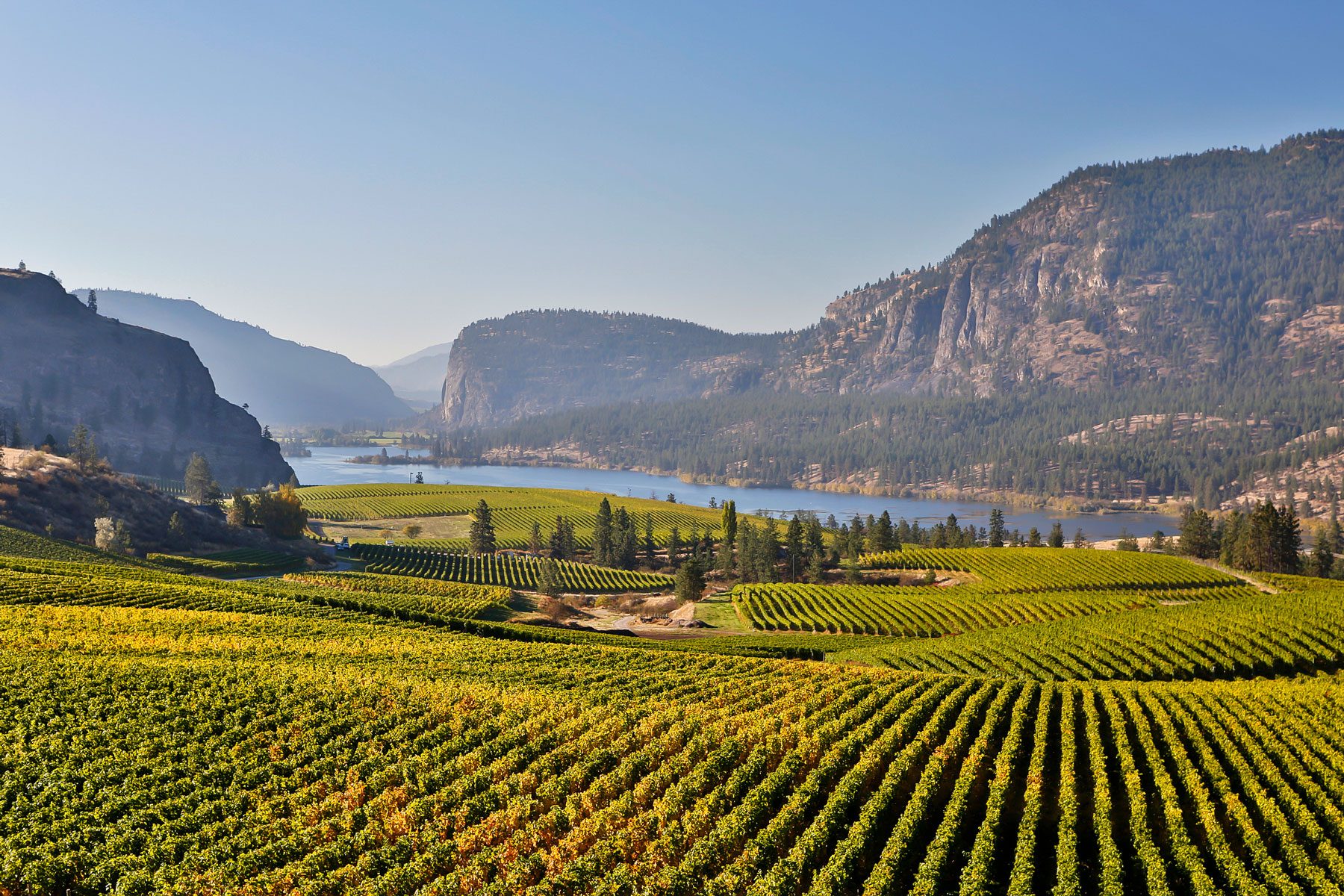 Vineyard Okanagan Valley Mcintyre Bluff Vasuex Lake