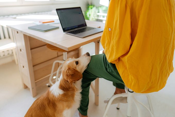 Dog waiting patiently for his owner to finish work