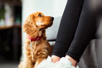 A close up of a cocker spaniel puppy sitting on the floor indoors, staring up at person