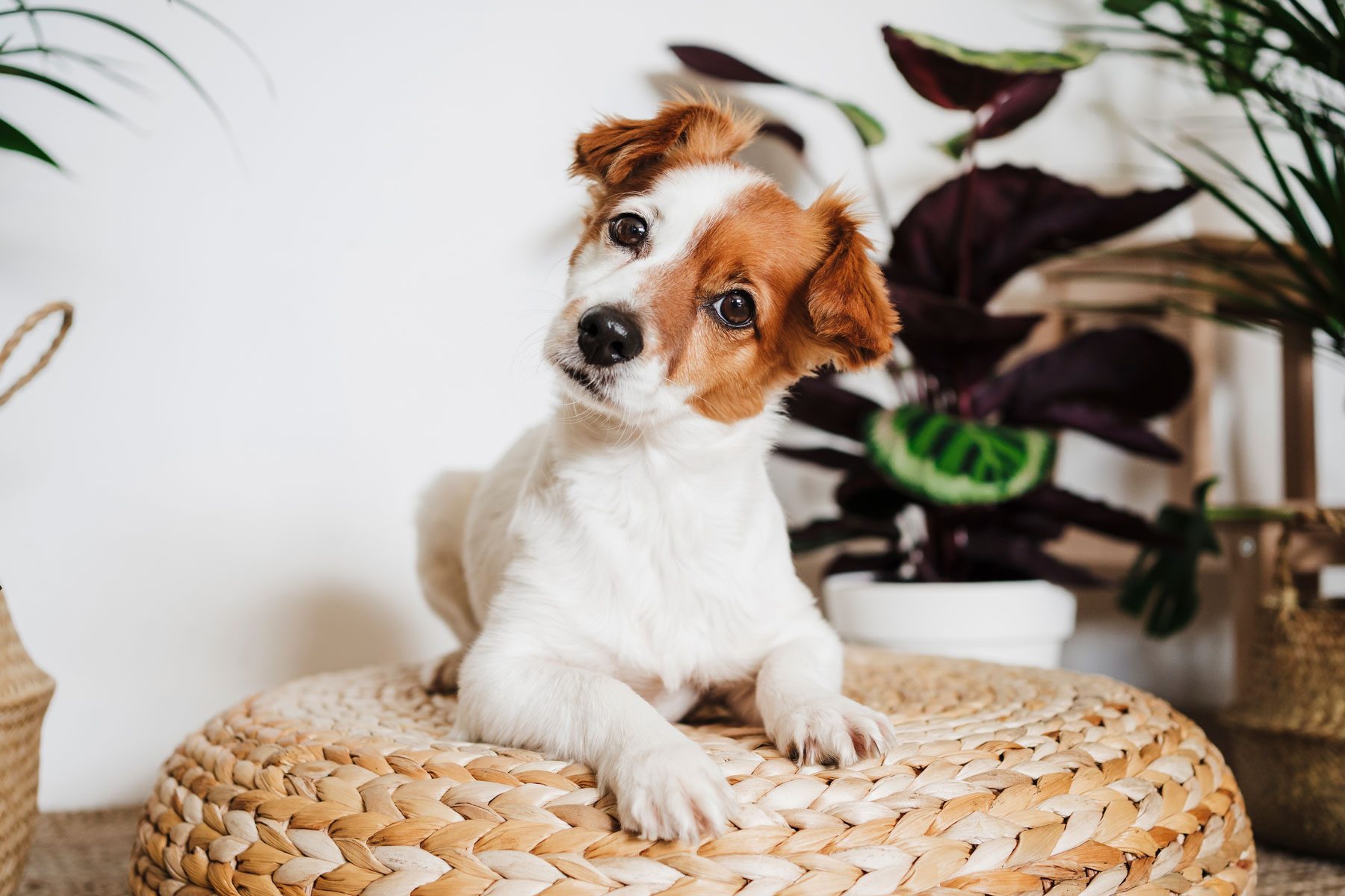 Cute dog resting on ottoman stool by plant at home