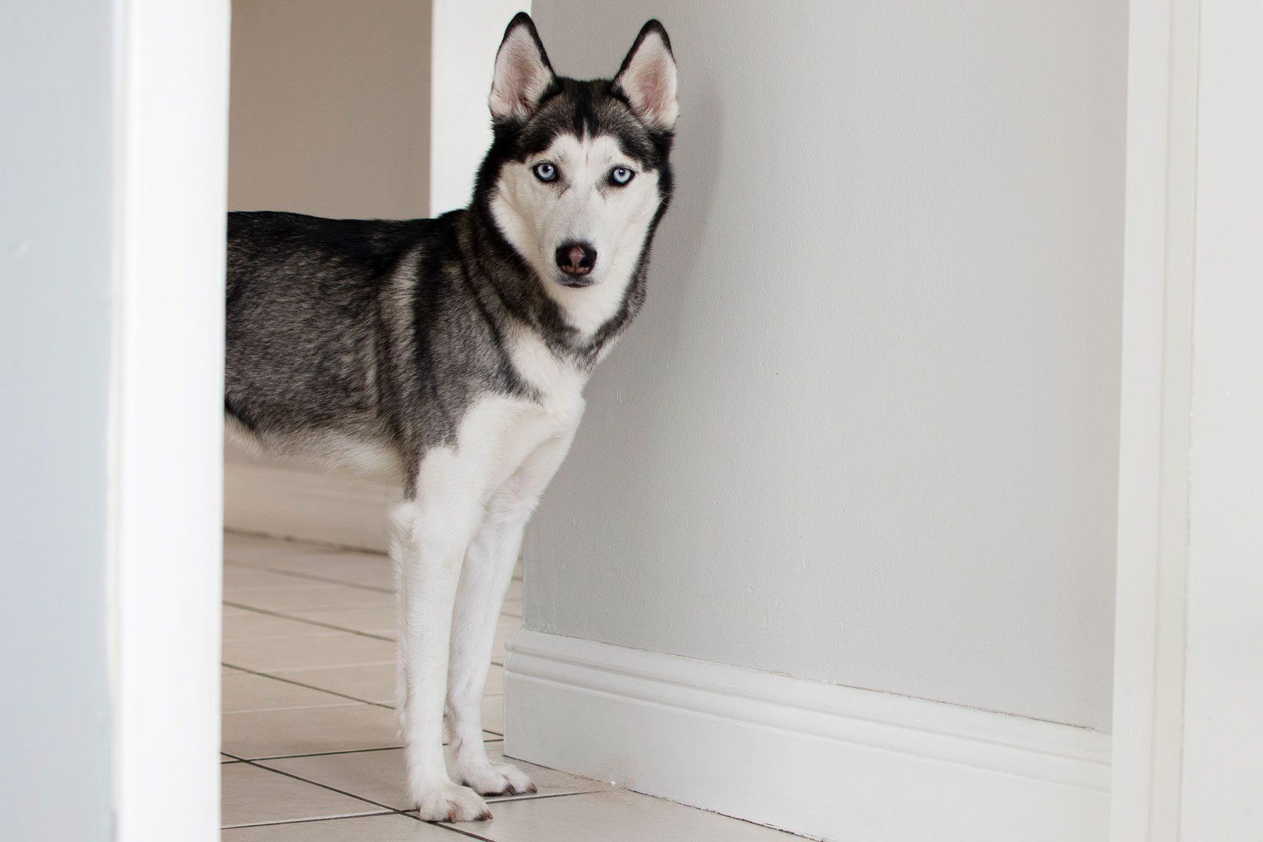 Siberian Husky wants to play.