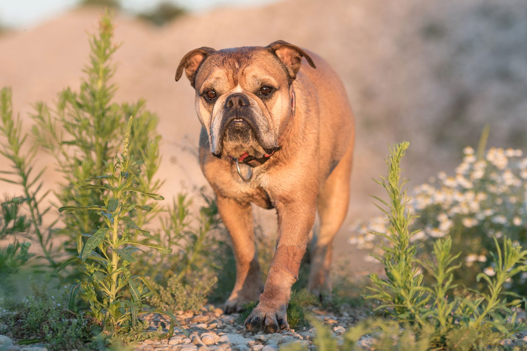 Cute Continental Bulldog. Dog is standing in a beautiful meadow with flowers and hills and blue sky