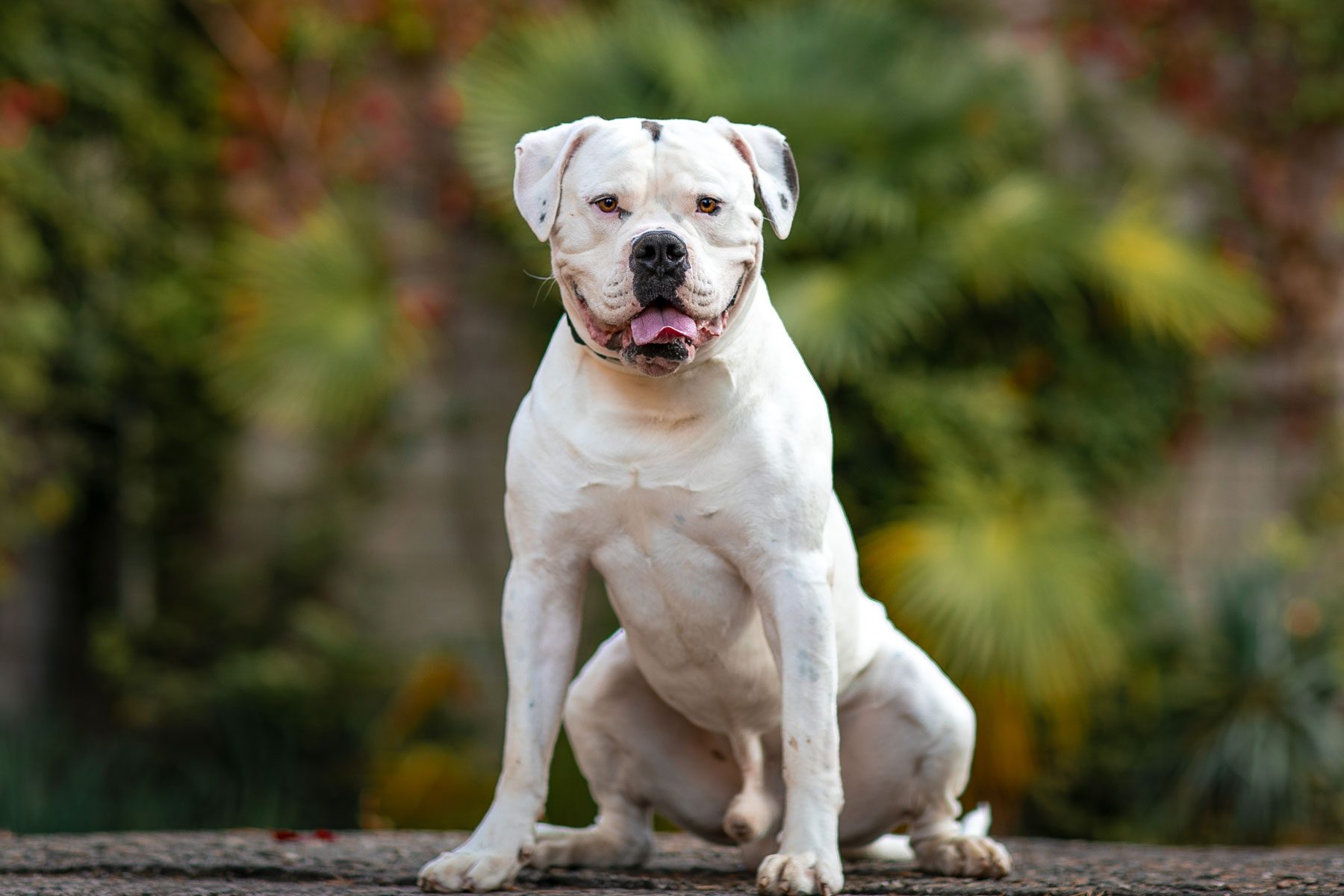 White dog american bulldog 