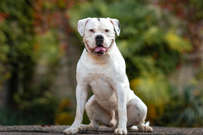 White dog american bulldog