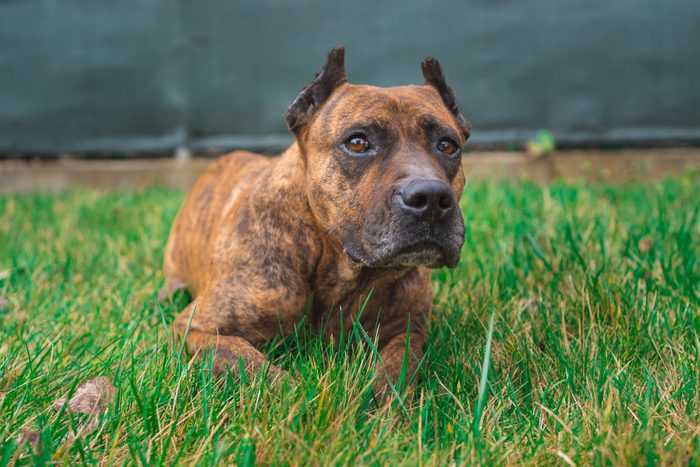 Portrait of spanish alano dog posing in the field