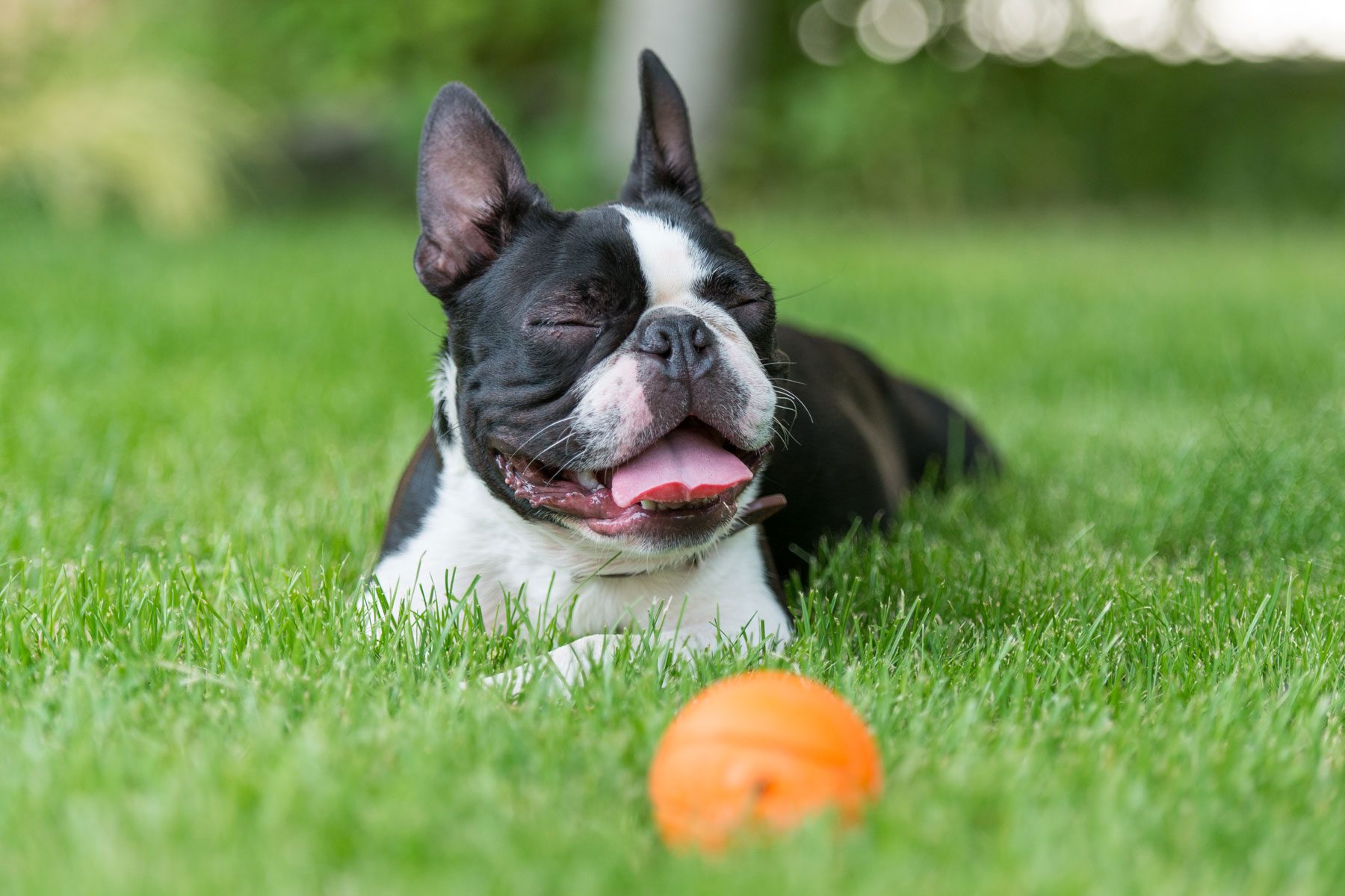 Closeup image of a Boston terrier dog sitting in grass