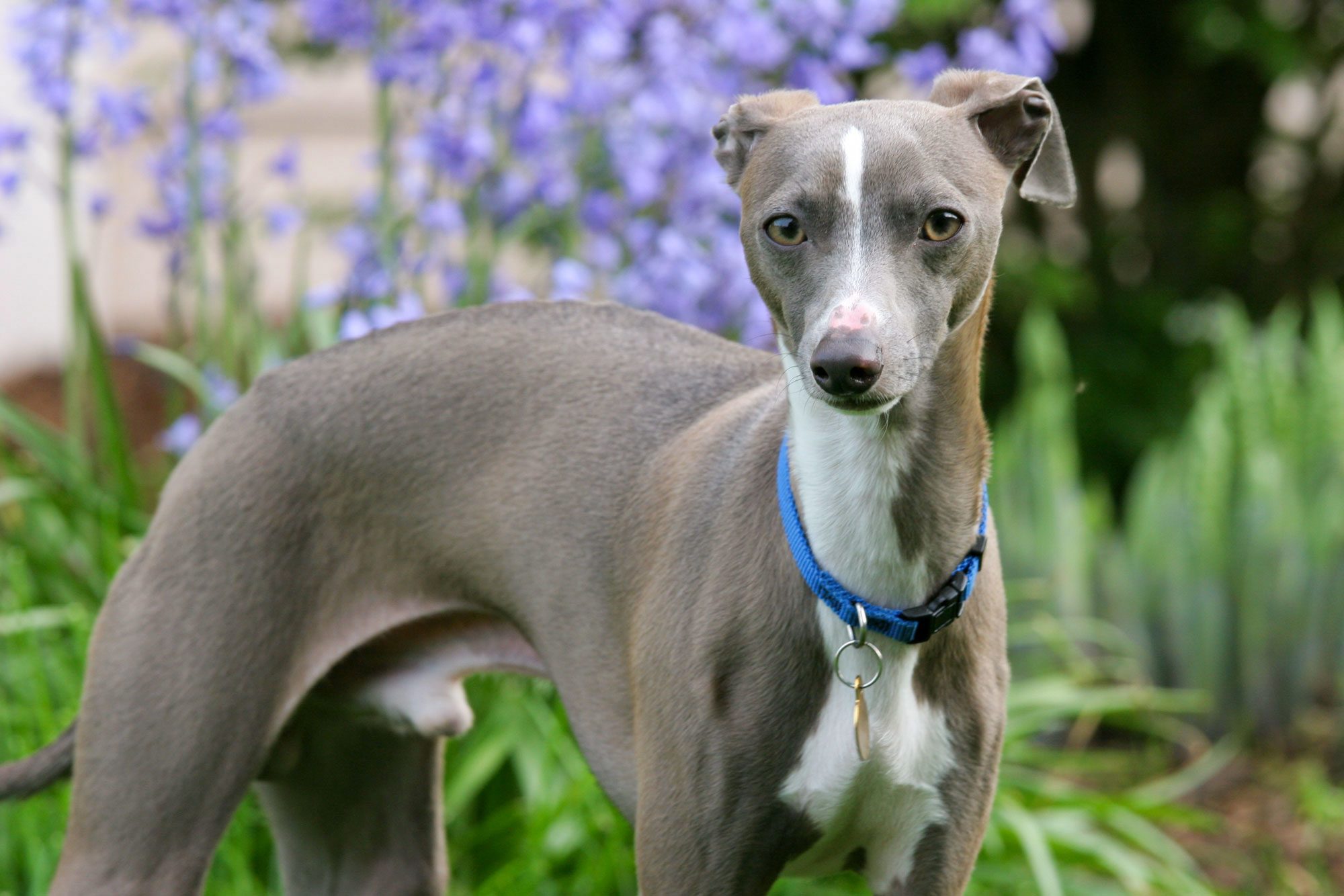 Young Male Italian Greyhound Outdoors