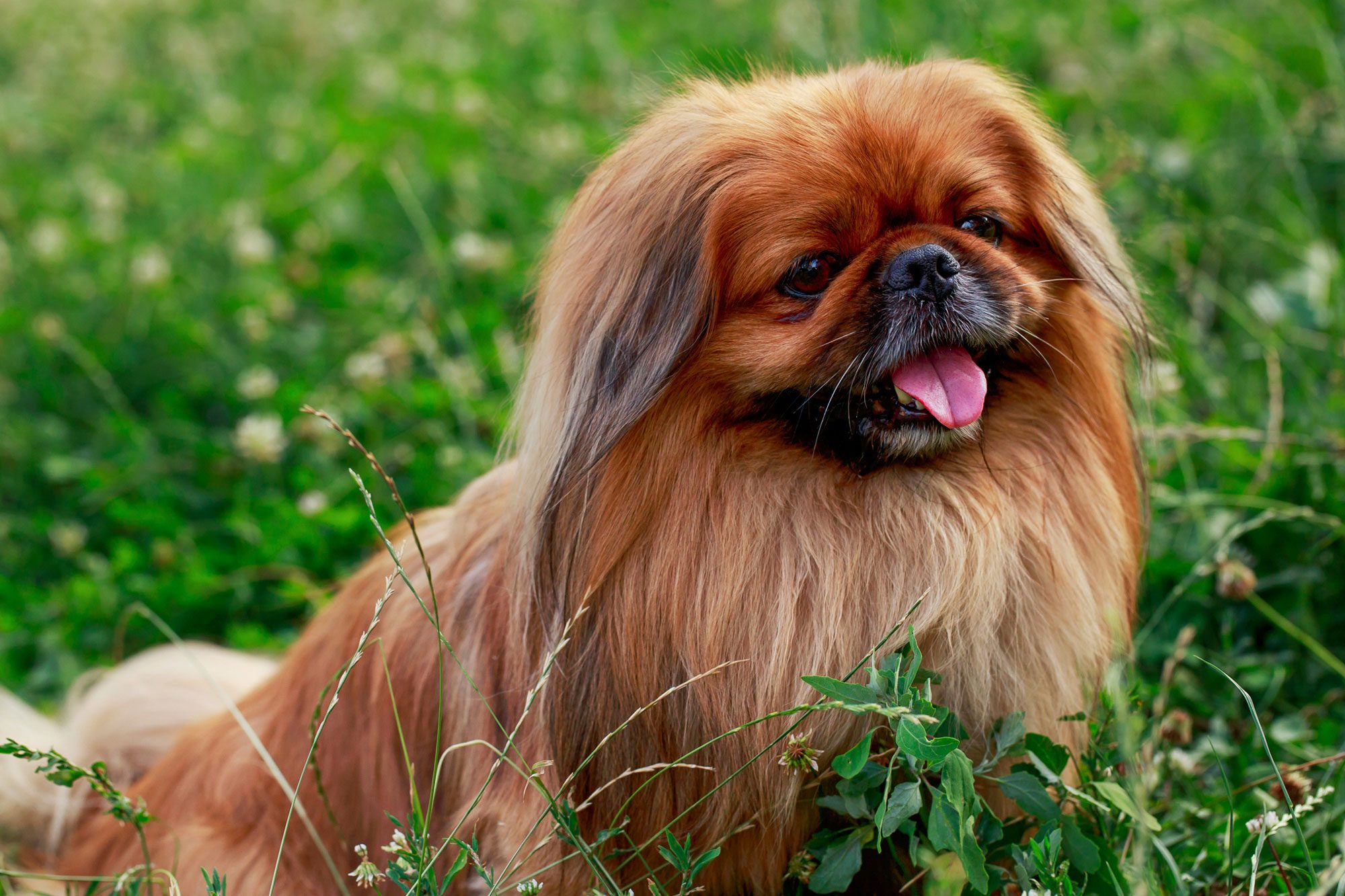 Dog Breed Pekingese On A Green Grass