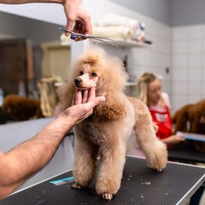 Miniature poodle at grooming salon