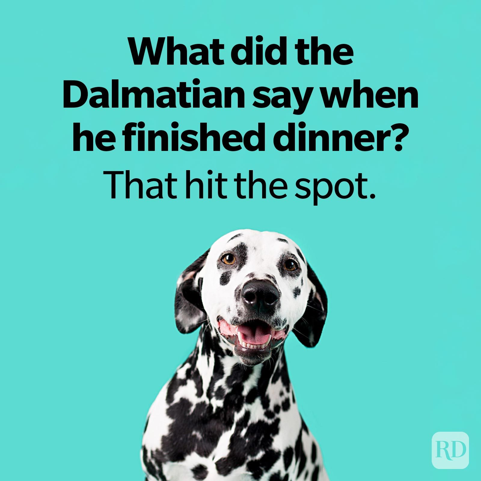 Dog Jokes That Will Leave You Laughing And Begging For More Beautiful Dalmation Dog on turquoise Colored Background