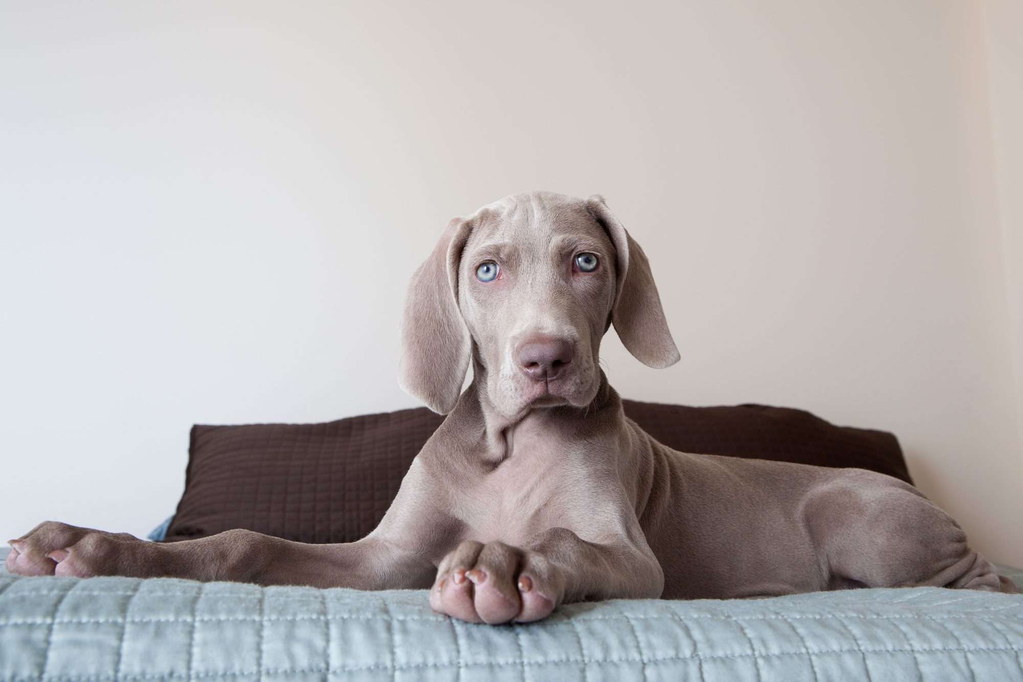 A Weimaraner Puppy Sitting Up On A Bed