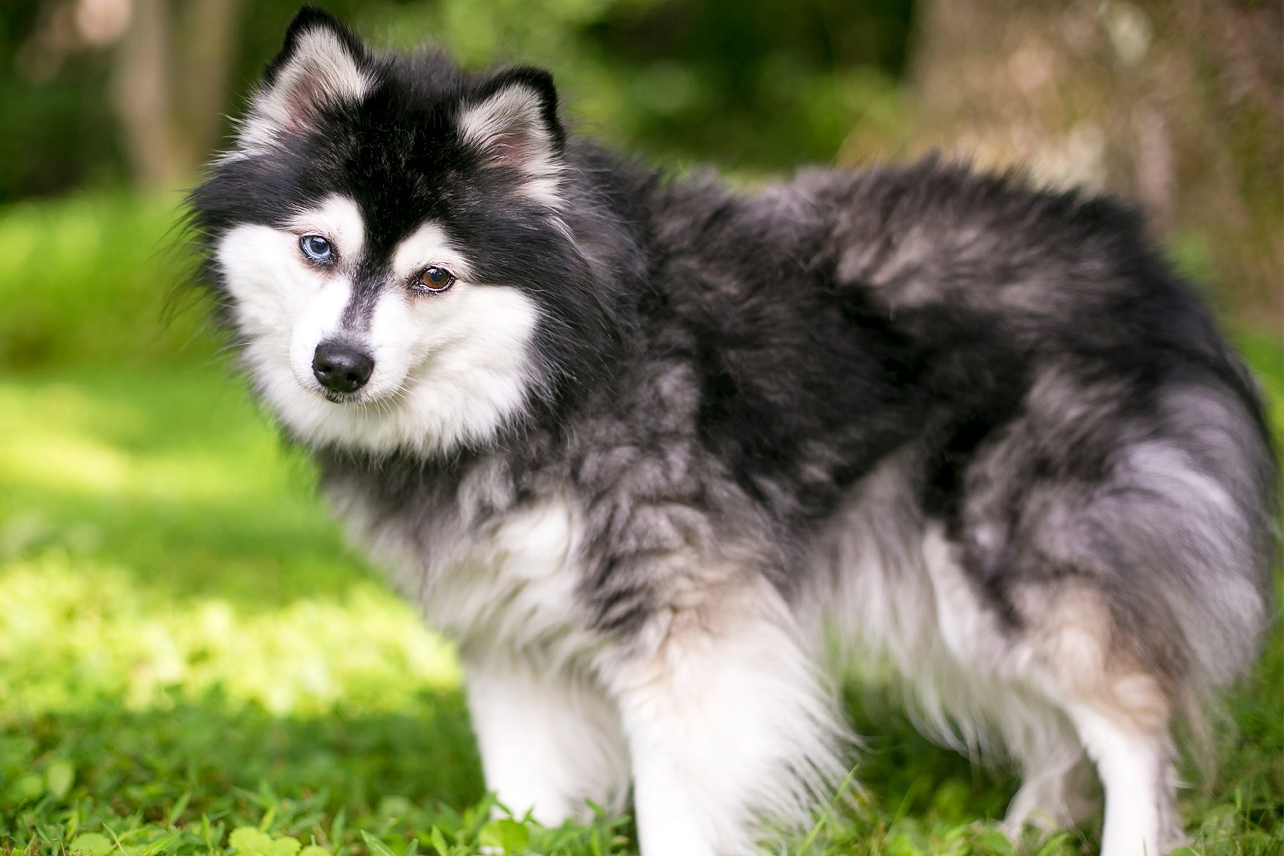 Alaskan Klee Kai Gettyimages 1489253927