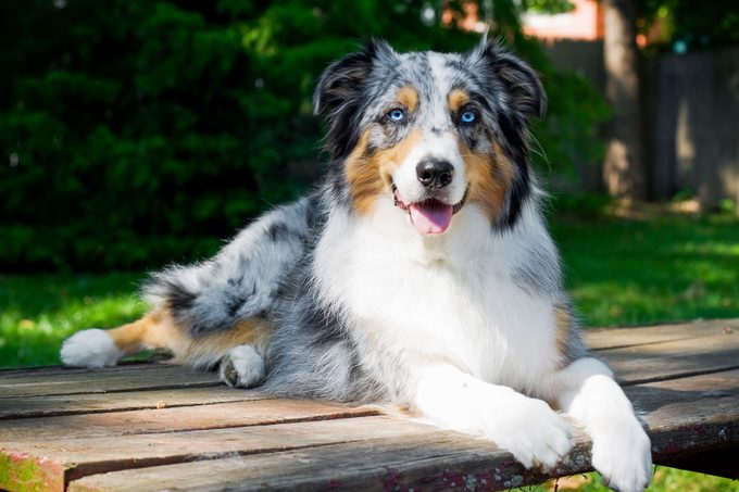 Australian Shepherd Dog Portrait On Picnic Table