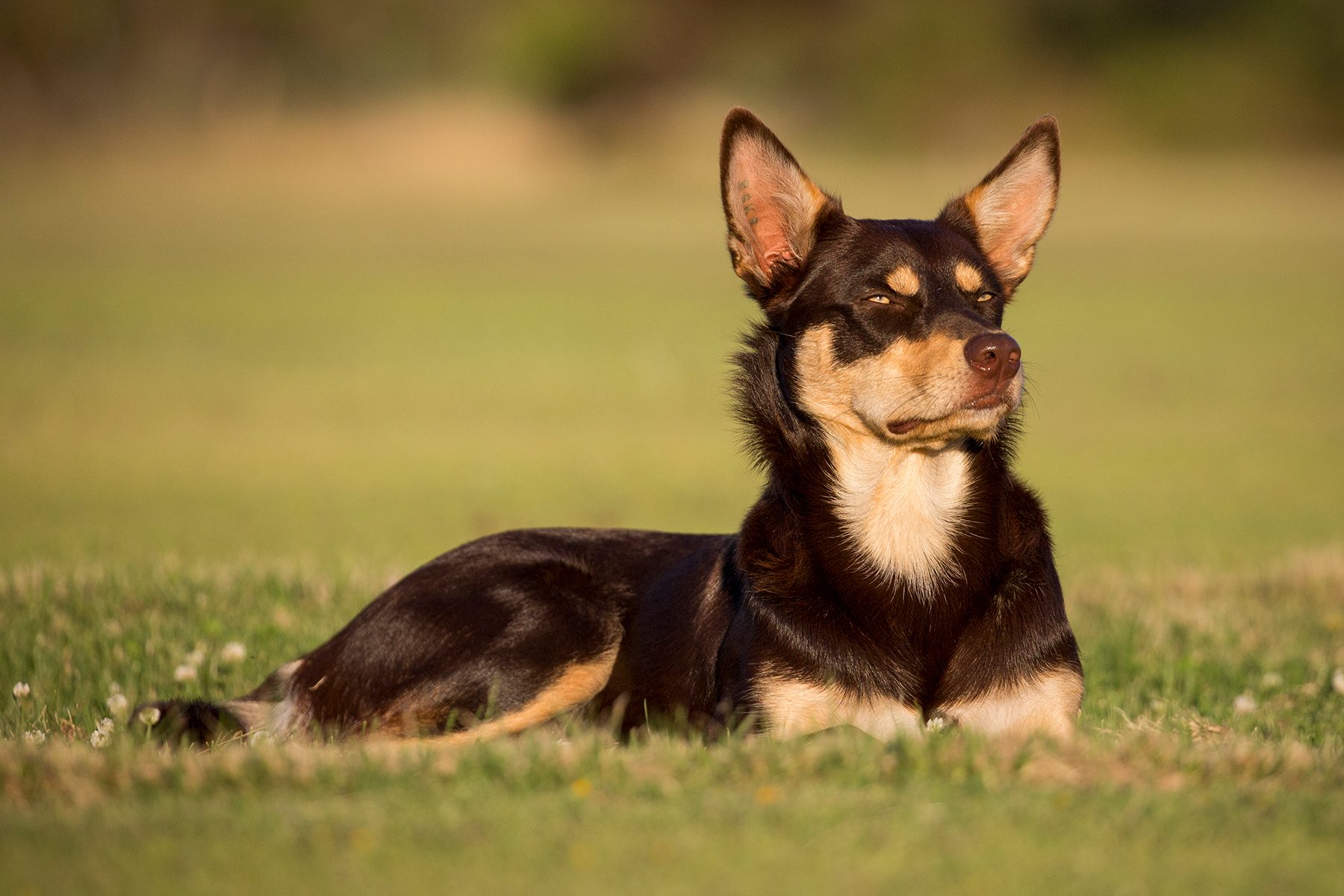 Australian Kelpie Gettyimages 638420330