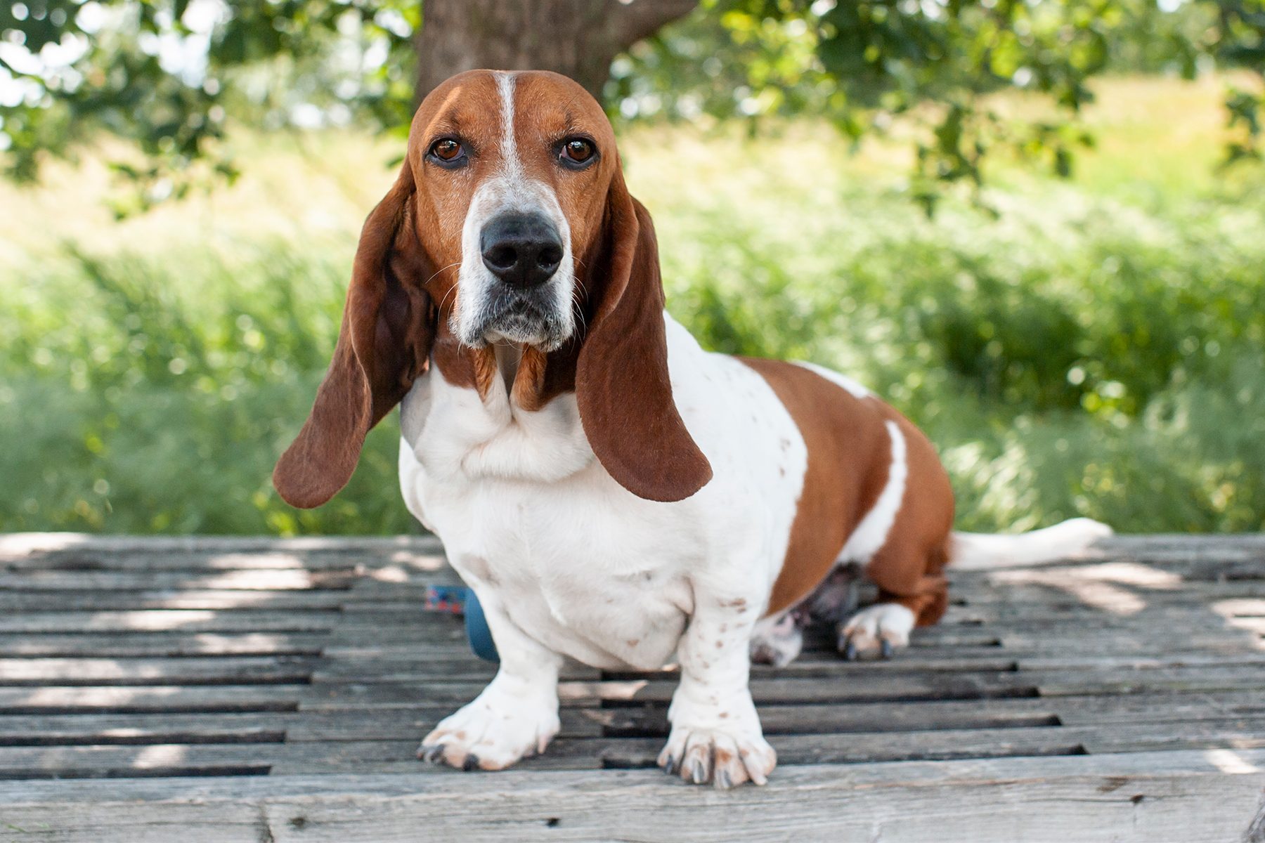 Basset Hound Gettyimages 1202273761