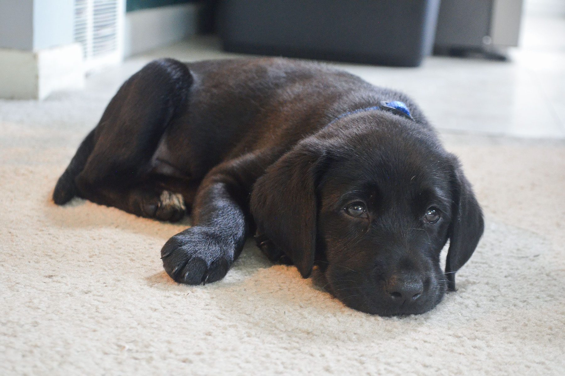 Dog lying on the carpet