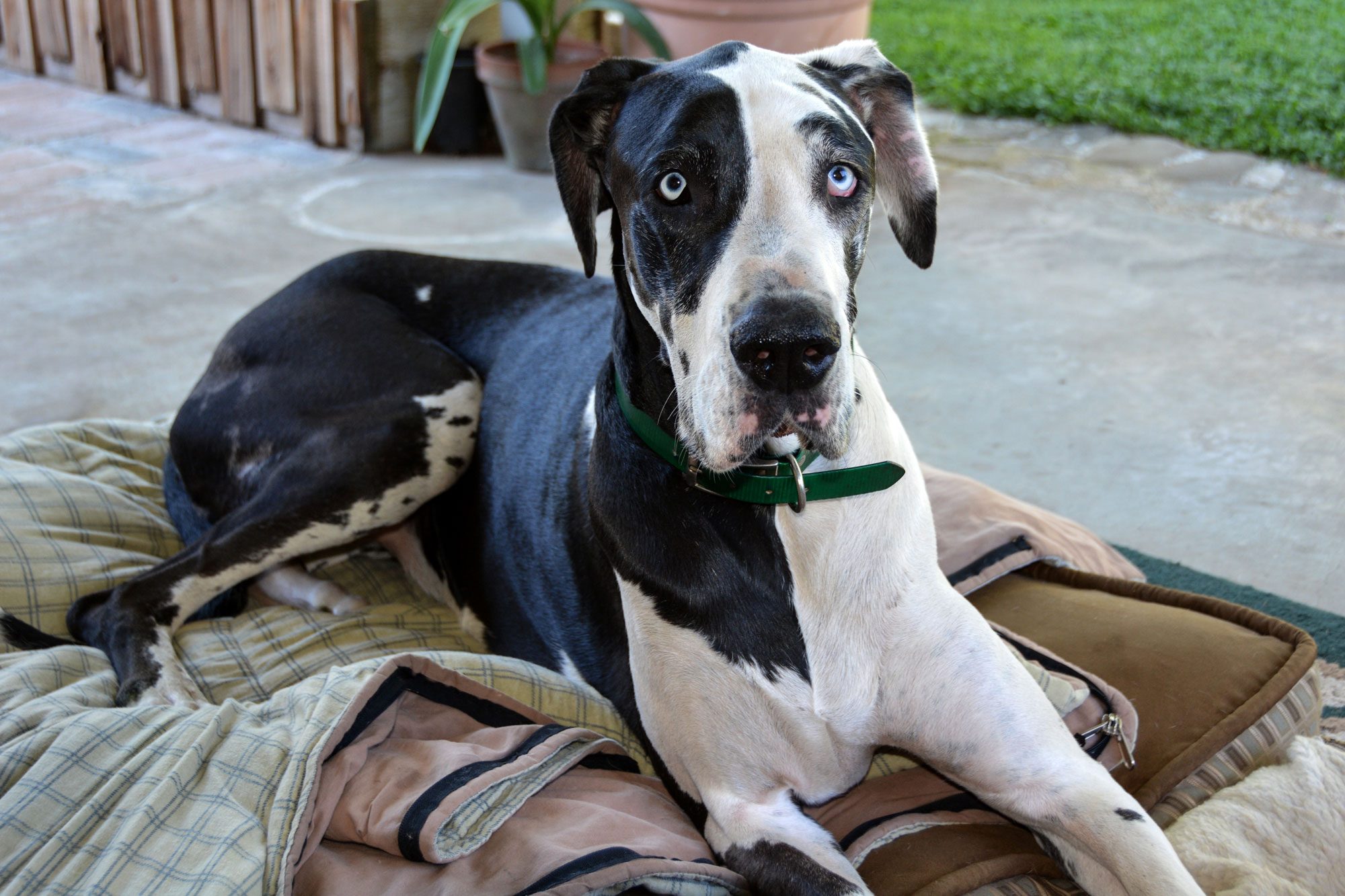 Blue Eyed Harlequin Great Dane