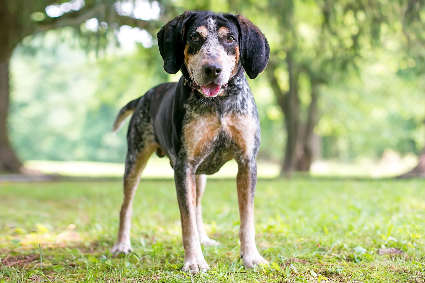 Bluetick Coonhound Gettyimages 1283088541