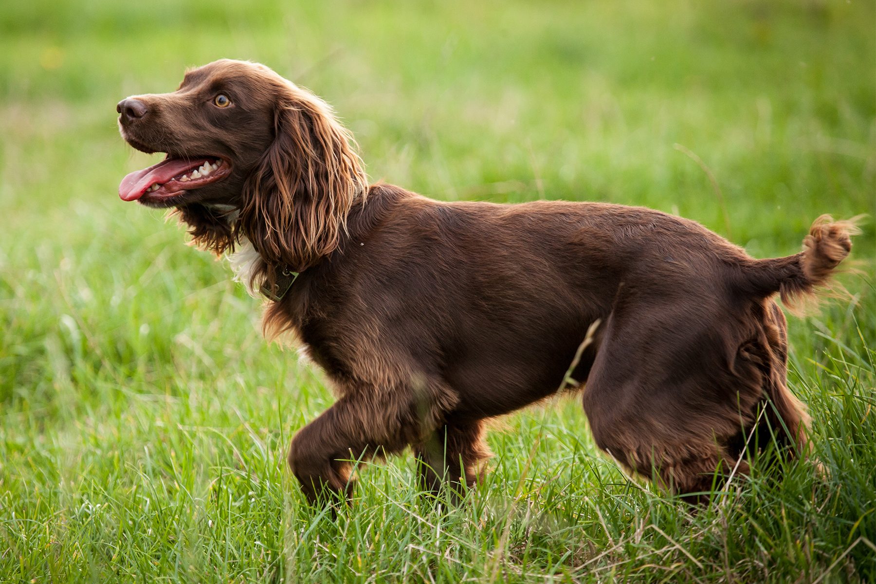 Boykin Spaniel Gettyimages 514726067