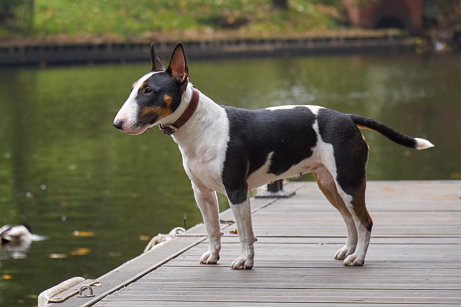 Bull terrier puppy dog on a wooden pier at a lake, copy space, detail with selected focus and narrow depth of field