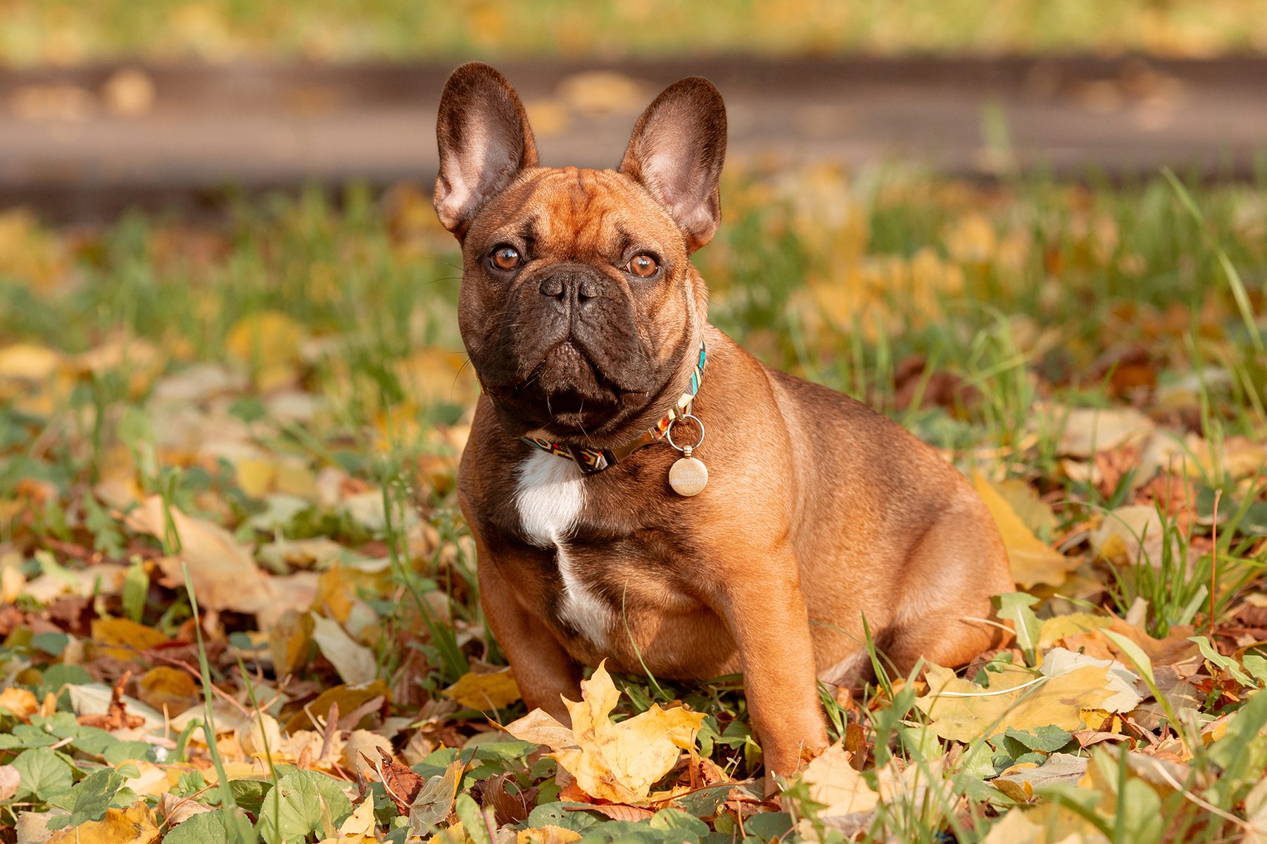 Bulldog Gettyimages 1472526313